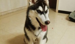 德柱爆料二哈是谁啊视频